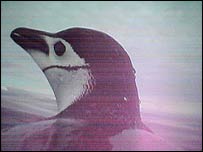 Pingüim-cam (Foto:The Royal Society, Londres)