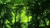 Green trees