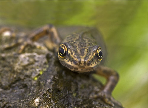 newt by brett oliver