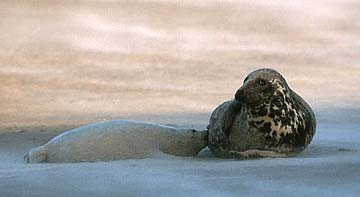 Grey Seal with pup &copy;Gerhard Schulz
