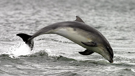 bottlenose_dolphin.jpg