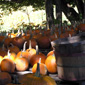 Pumpkin pie anyone? Some pumpkins for sale in Vermont