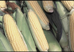 Corn