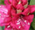 Rhododendron pinc