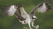 Osprey from the Nature Picture Library