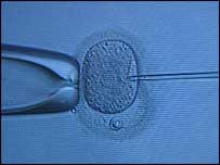 Výzkum embryí (ilustrační foto)