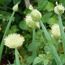 Allium fistulosum