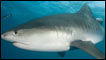 Tiburón
