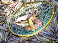 चीनी मछलियाँ