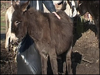 A donkey 