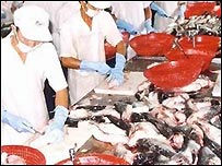 Cá basa xuất khẩu tại Việt Nam