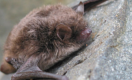 Daubentons Bat