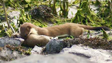 stoat.jpg
