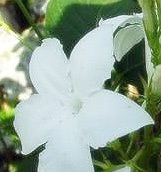 Mandevilla laxa better known as Chinese jasmine.