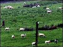 Há 54 milhões de ovelhas e vacas na Nova Zelândia