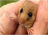 Dormouse