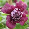 Clematis 'Purpurea Plena Elegans'