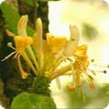 Lonicera periclymenum