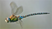 Migrant hawker dragonfly by Kelvin Dean