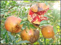 کفيدگی پوست انار 