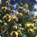 Clematis tangutica