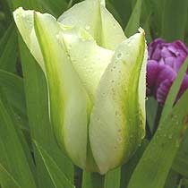 Tulipa 'Spring Green'