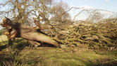 The fallen tree's... The fallen tree's...