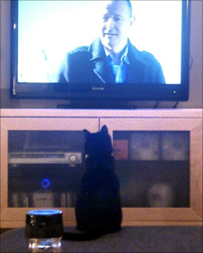 A cat watches Chris Jackson on TV