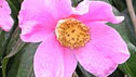 Camellia japonica
