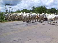 Vacas e bois