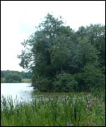 View of Coombe Abbey Park 