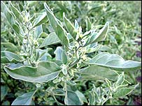 जड़ी-बूटी