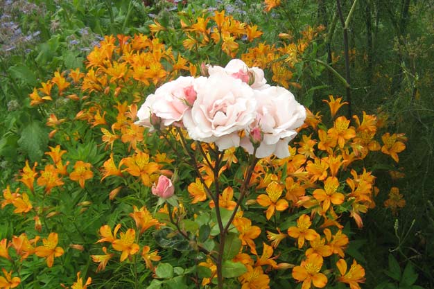 Pink rose