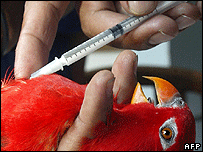 Ave é vacinada contra gripe aviária