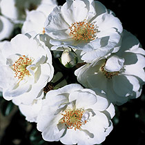 Rosa 'County of Yorkshire'