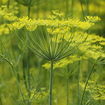 Anethum graveolens