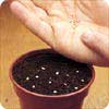 Sprinkle seeds on the soil surface