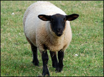 威尔士的羊