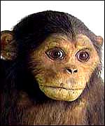 specimen monkey