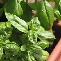 Basil