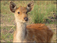 दुधवा के जंगलों में हिरण
