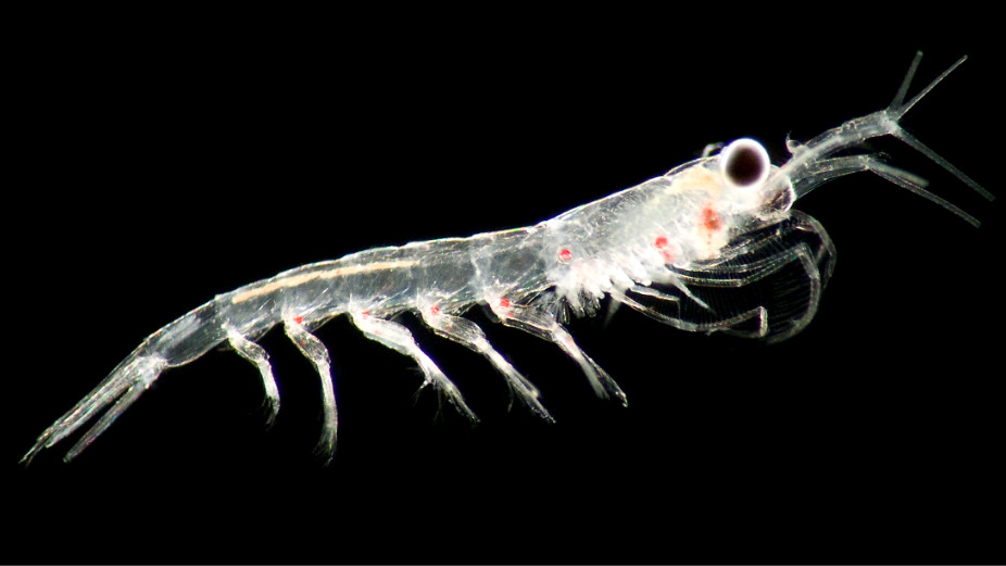 Nyctiphanes couchii