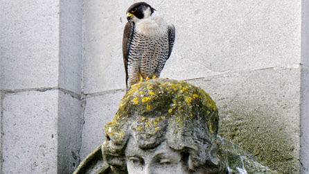 peregrine_museum.jpg