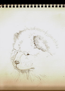 Chow Chow sketch