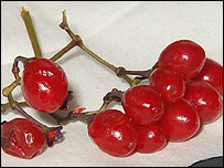 berries_203.jpg