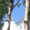 betula albosinensis fascination