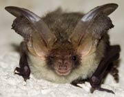 Bat looking faintly sceptical