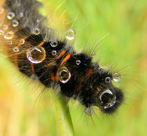 Caterpillar by Bob Ottey