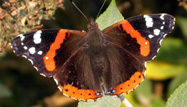 Red Admiral by John Harding/BTO