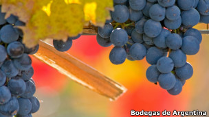 Uvas / Bodegas de Argentina